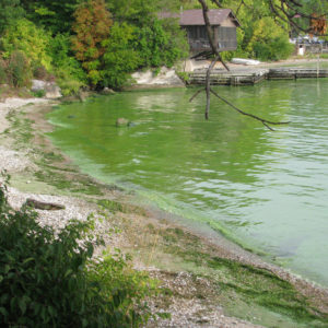 Harmful algae bloom. Kelley's Island, Ohio. Lake Erie. September 2009.
