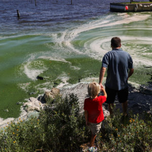 STUART, FL - JULY 11:  Robert Barstow shows his son Michael Barstow the awful smelling algae hugging the shoreline of the St. Lucie River on July 11, 2016 in Stuart, Florida. The algae which is thought to be coming from from Lake Okeechobee as water is released has fouled coastal waterways, created angry communities, closed beaches and has had an economic impact as tourists and others are driven away by the smell and inability to enjoy some of the waterways.  (Photo by Joe Raedle/Getty Images)