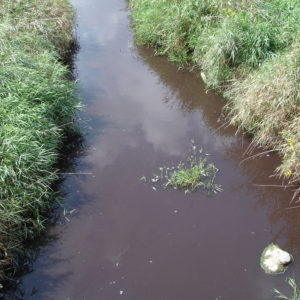 Discolored stream water after manure spill